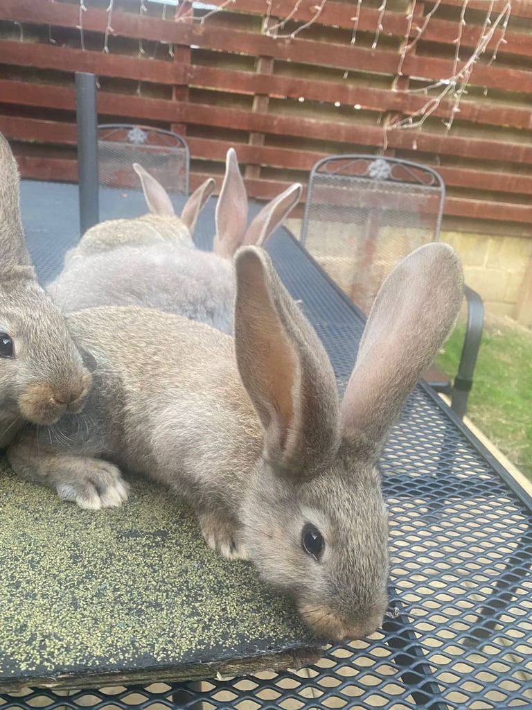 Baby continental giant rabbits