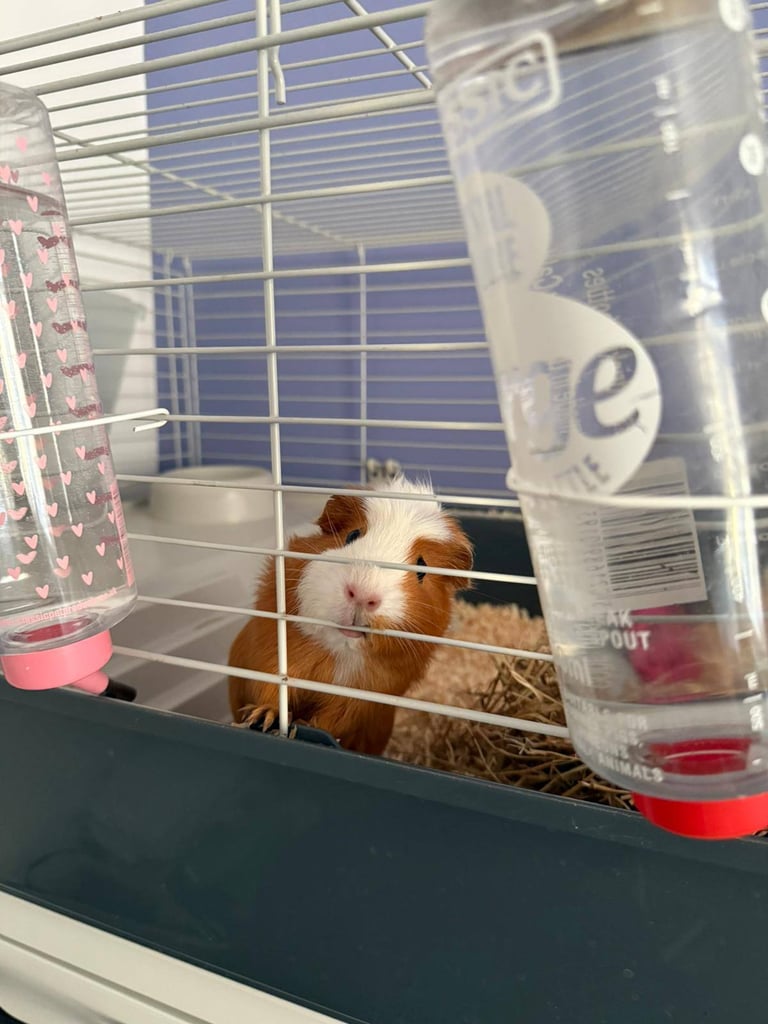 Guinea pig
