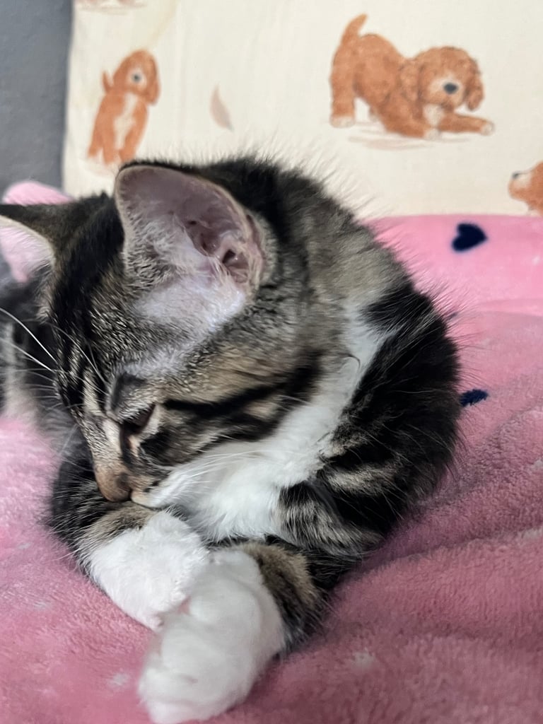 Maine coon cross kittens
