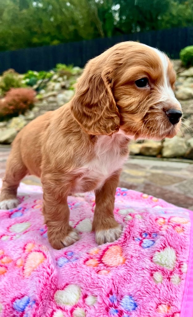 Cocker Spaniel pups 🐶 Looking for Forever Homes🐶
