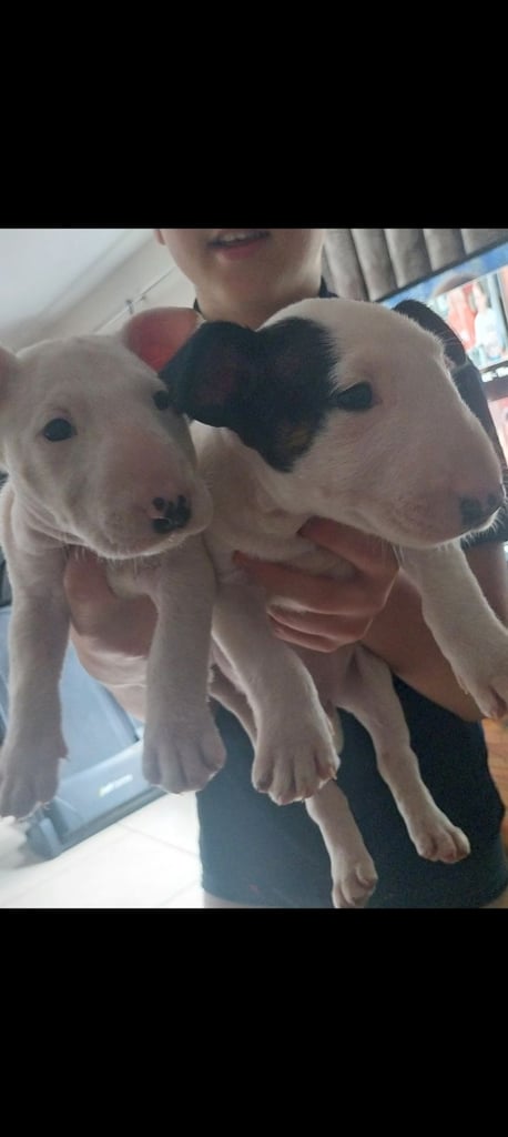 English bull terrier pups.