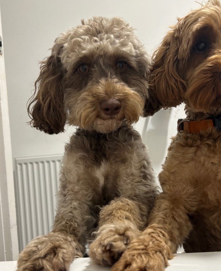 Cockapoo puppies 