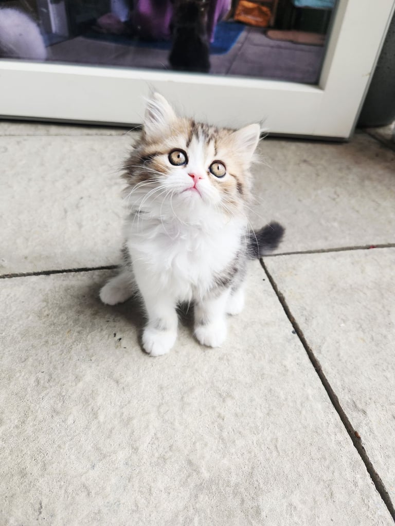 Pure persian doll face chinchilla kitten 