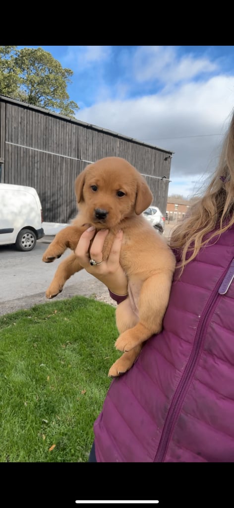 Fox in England Dogs Puppies for Sale Gumtree