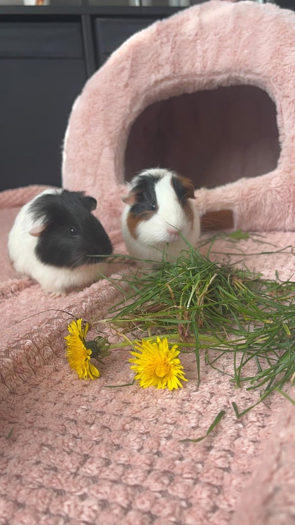 Two baby female guinea pigs 