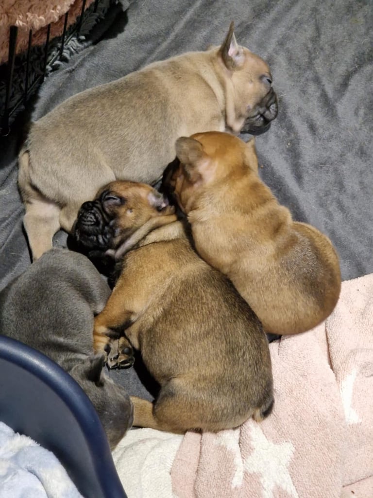Full pedigree French bulldog puppies