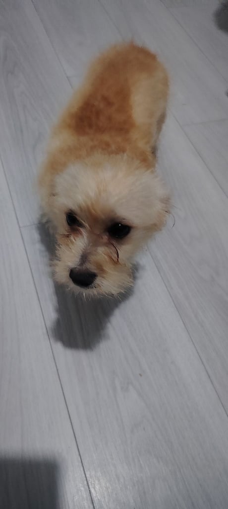 Puppy for sale 500£