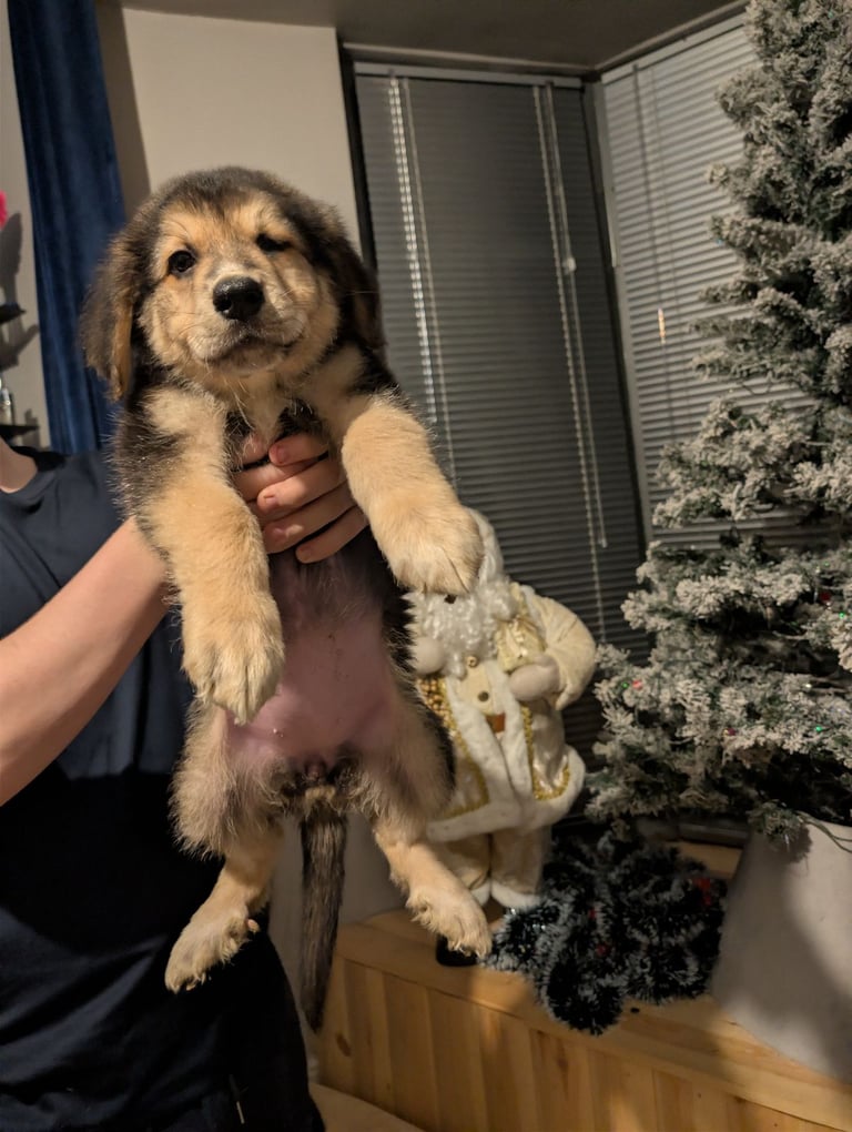 Bernese mountain dog X white swiss Shepard 