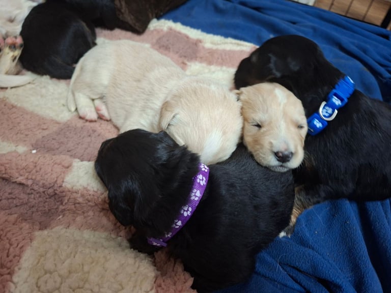 4 LEFTED Stunning F1 border retreiver puppys 