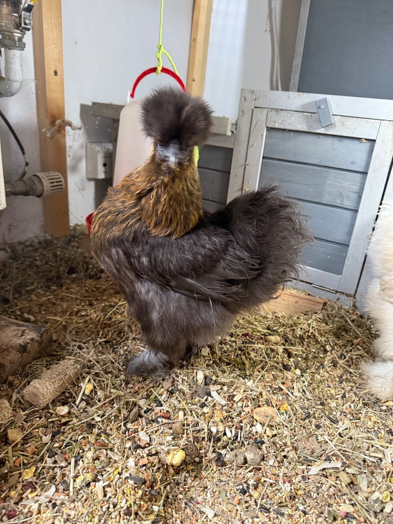 Indoor silkie chickens