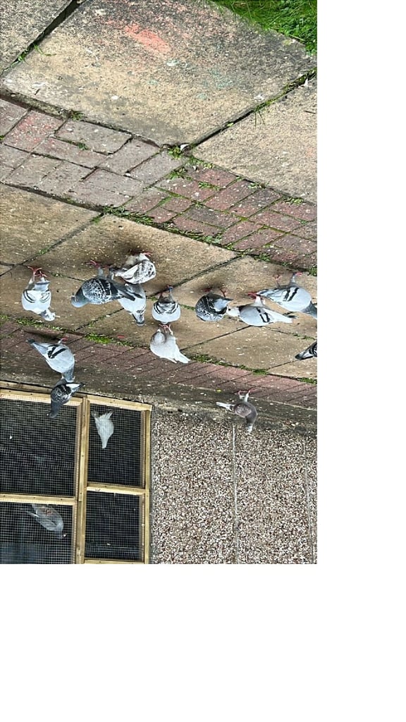 image for Racing pigeons