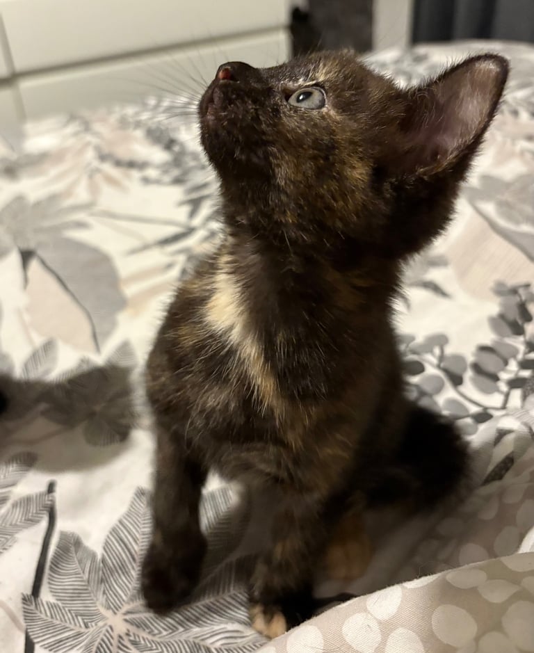 2 KITTENS left 