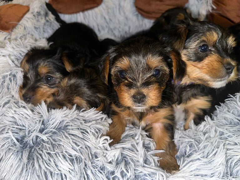 💕🐾Adorable PEDIGREE YORKSHIRE TERRIER Pups🐾💕