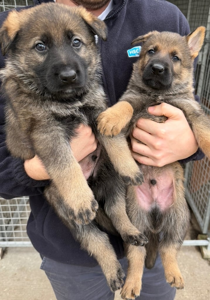 image for German Shepherd Puppies (Working Line)