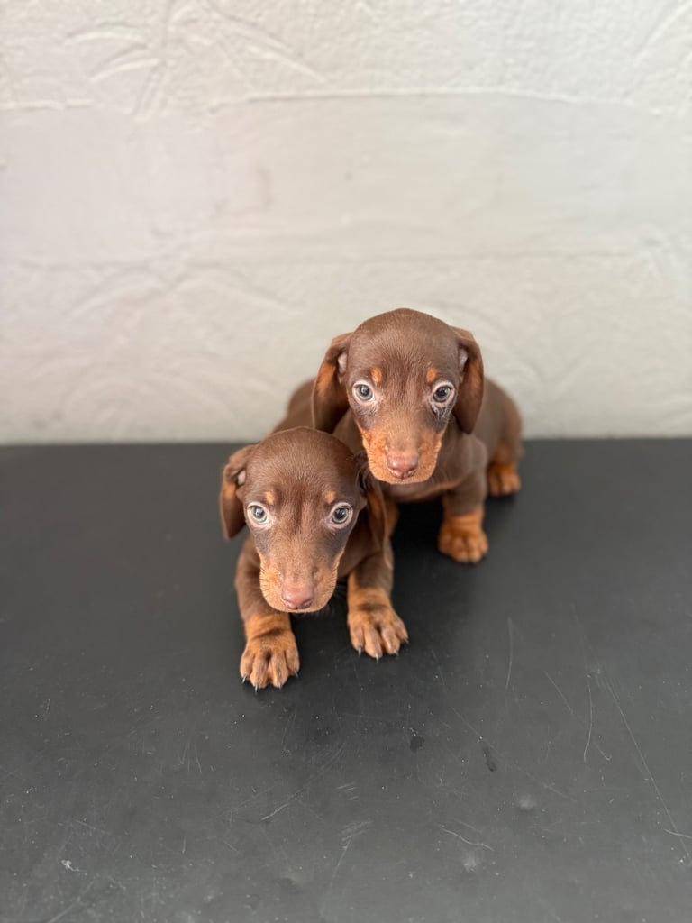 Chocolate fluffy Dauchshund merl