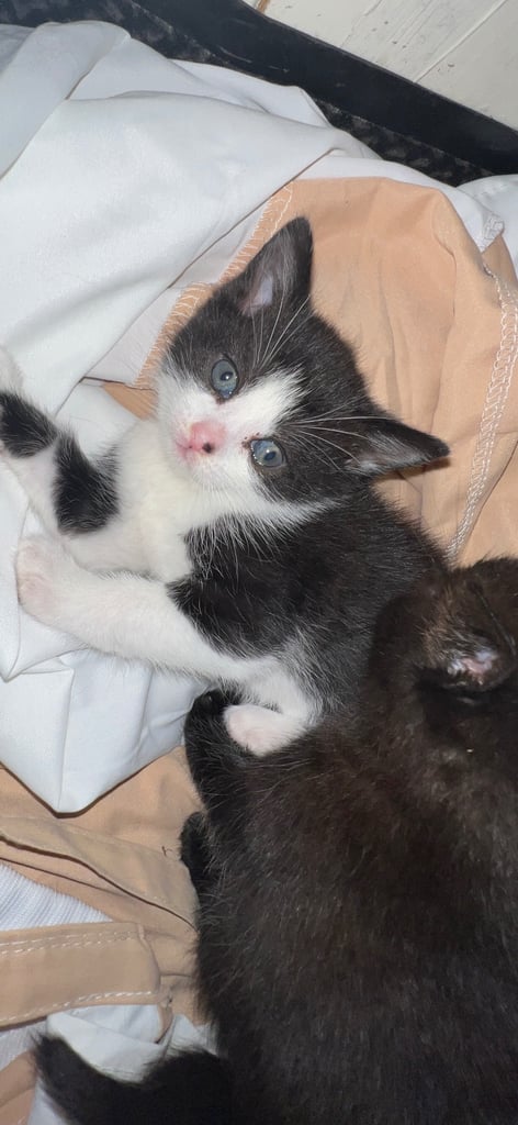 Female cat