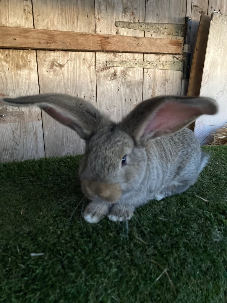 Purebred Continental Giants 