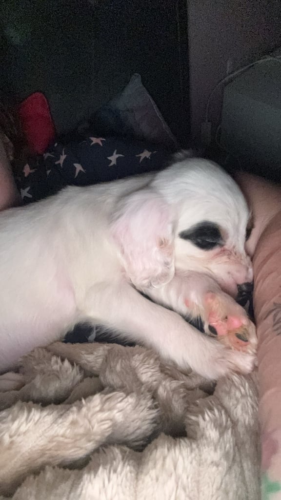 image for Cocker spaniel puppy for sale