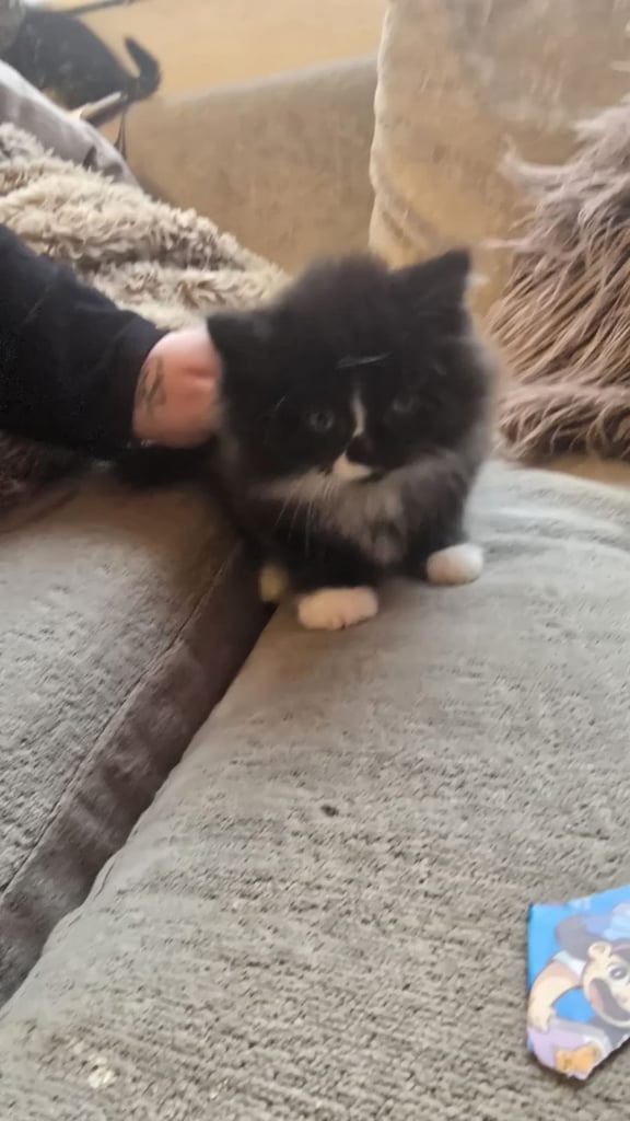 Beautiful Persian mix fur babies 