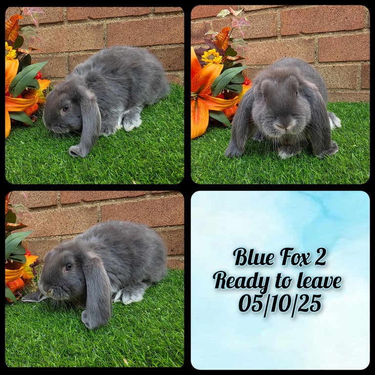 Fully Pedigree French Lops