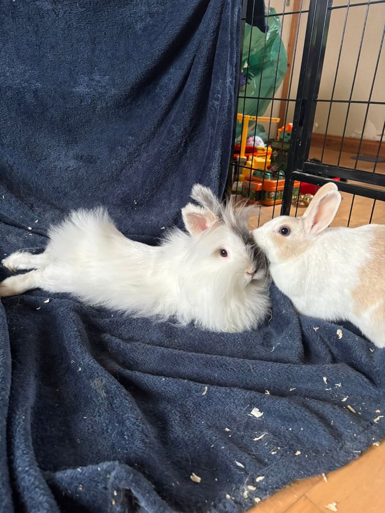 Two lionhead rabbits for rehoming