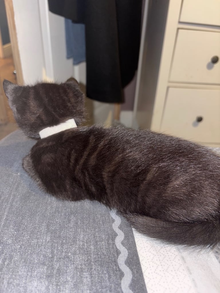 Bengal cross kittens 