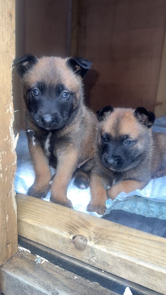 🚨 Exceptional Belgian Malinois Puppies! 🚨