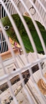 Bird parrot cage