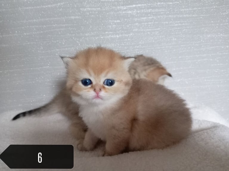 x4 Pedigree British Longhair & x2 British Shorthair Blue Golden & GoldenKittens 