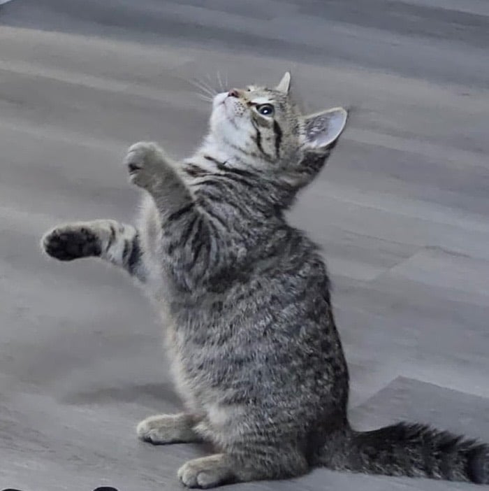 Female Tabby Kitten (4 months) 