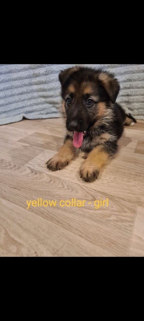 🐾 Adorable 8-Week-Old German Shepherd Puppies Ready for Their Forever Homes! 🐾