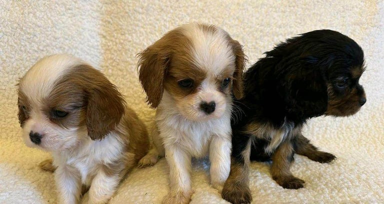 Cavalier King Charles Spaniel puppies