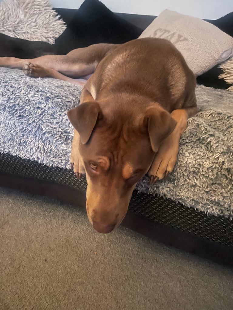 Sharpei x labrador