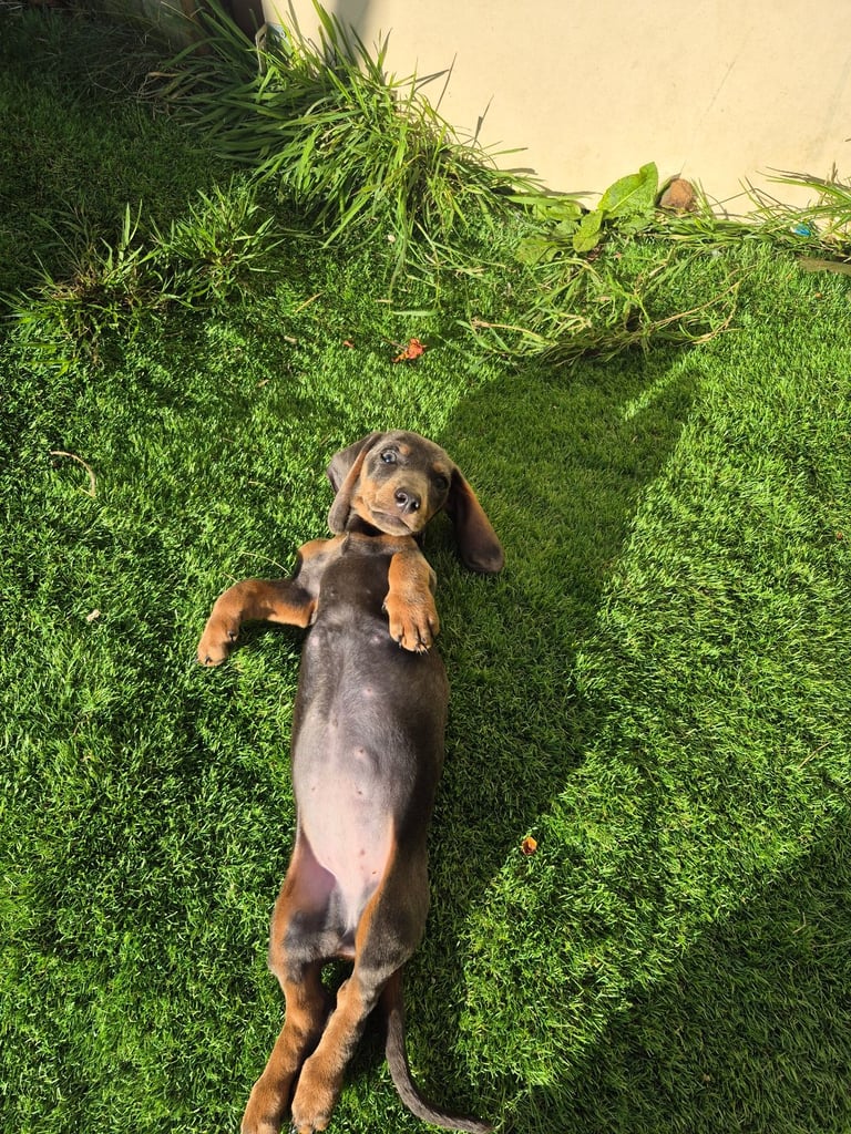 Dachshund pup