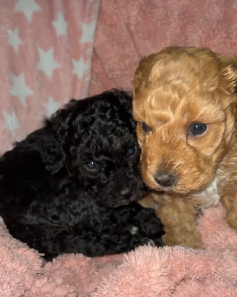 F2B cavapoo puppies ready to leave 