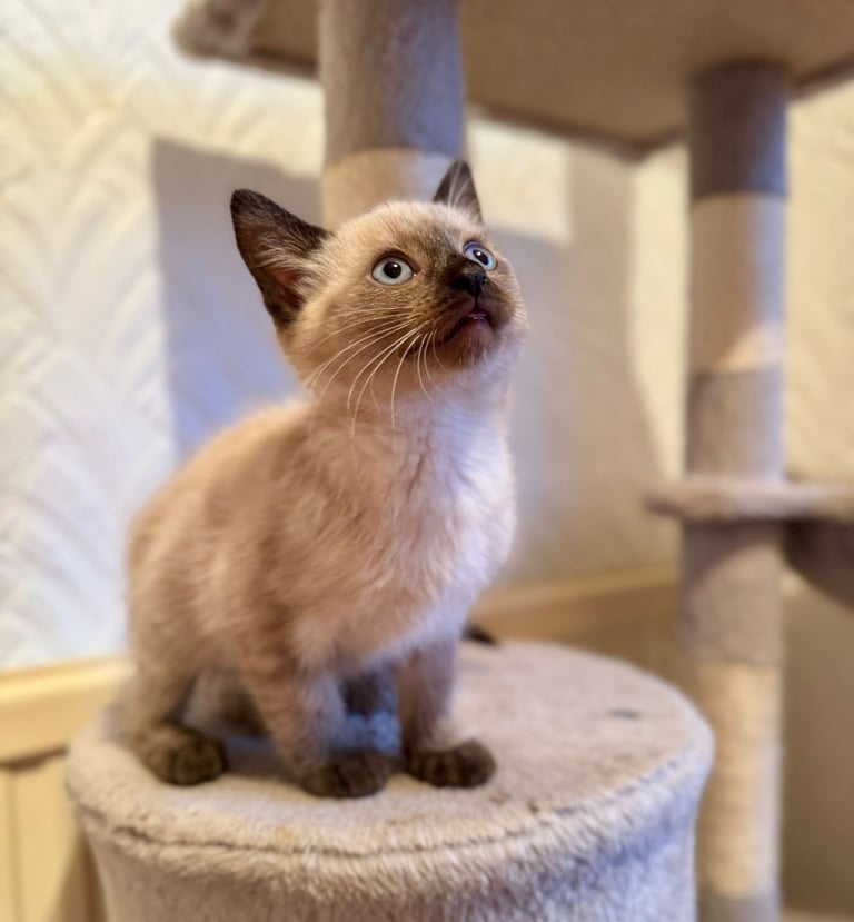 Adorable Siamese Female Kitten