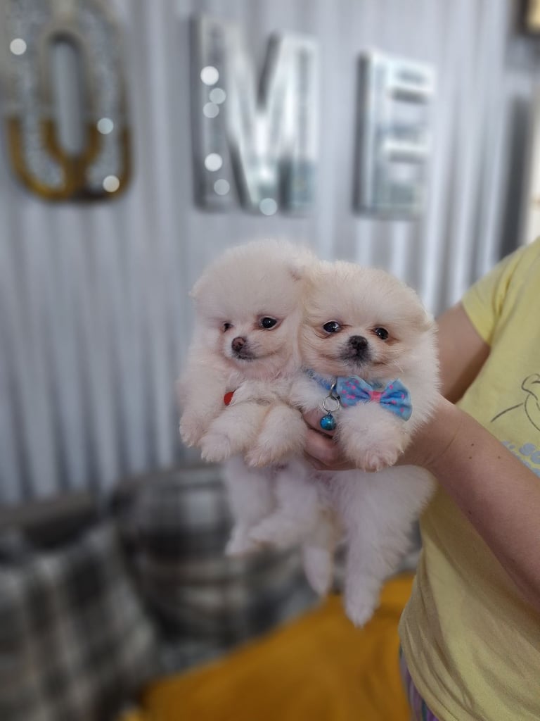image for Beautiful top  pomeranian Teddy bear xs  puppies 