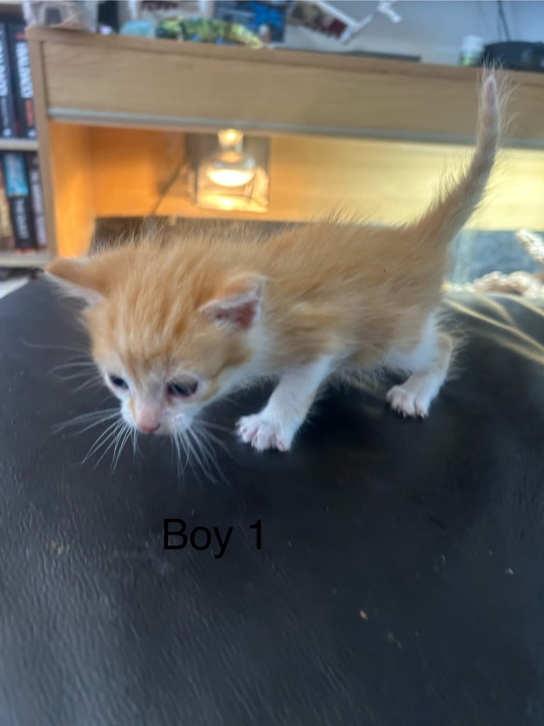 Kittens for Sale Fife (ready to leave Saturday)