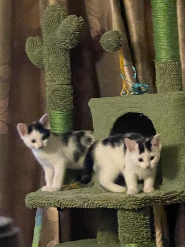 Kittens for sale