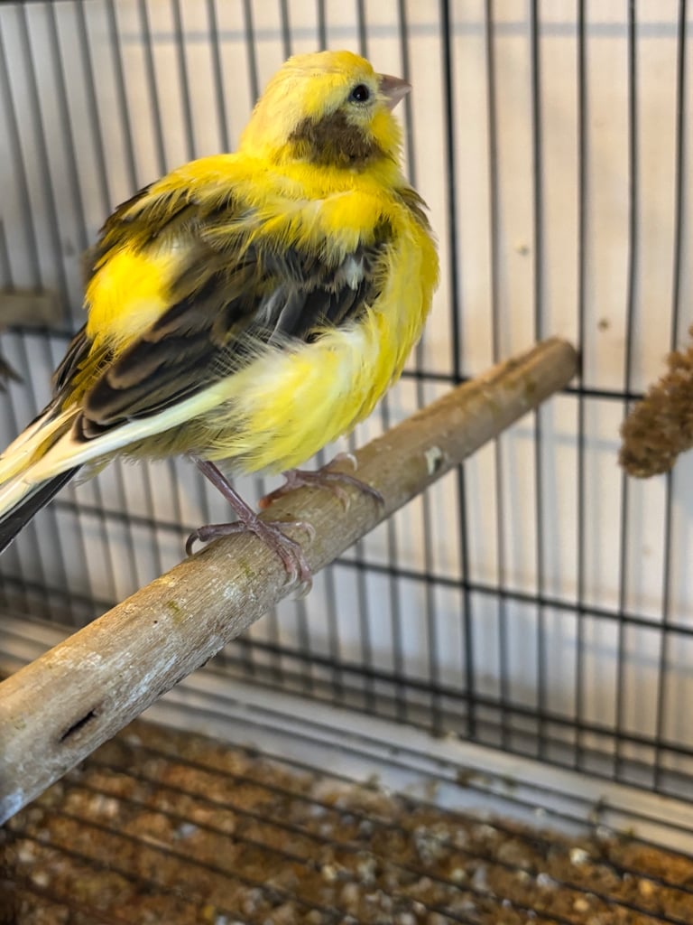Gorgeous fife and border canaries