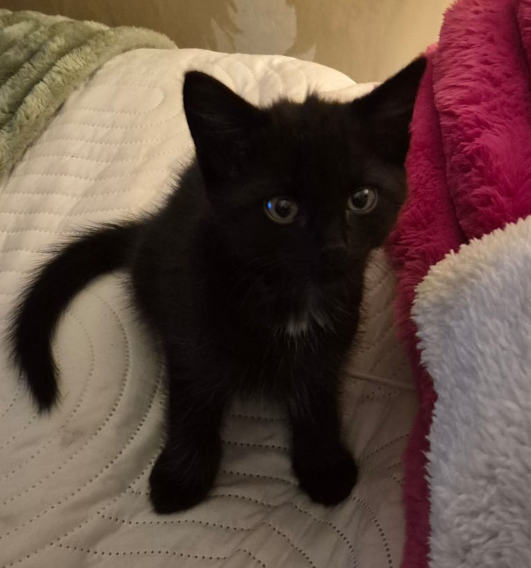 Kitten male black 