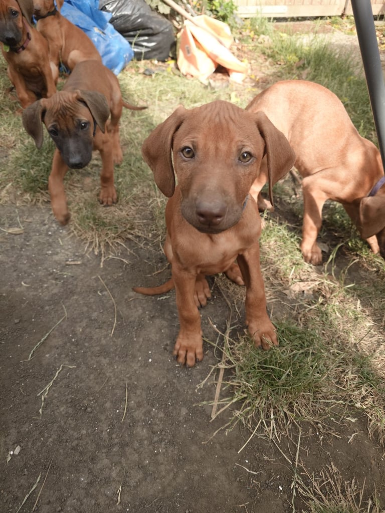 Rhodesian Ridgebacks 