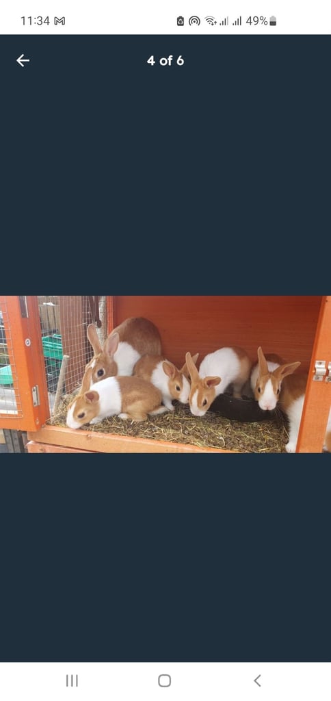 image for Yellow dutch bunnies