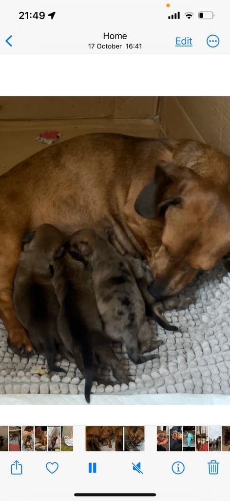 Kc reg true miniature dachshund 