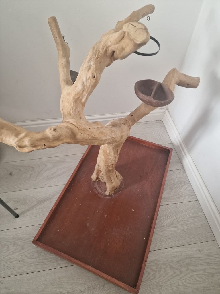 Parrot Java Tree perch