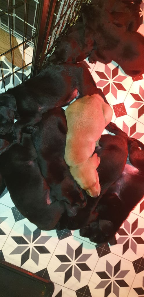 Reducrd* 11 KC reg, labrador retrievers, 10weeks old.