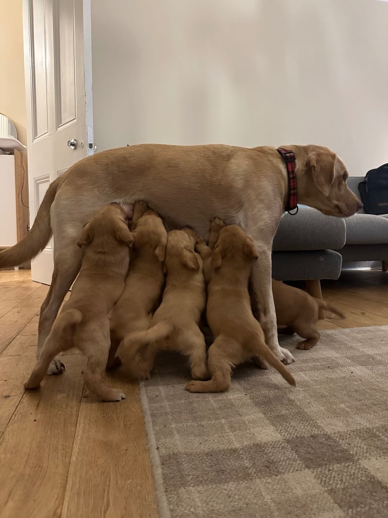Labrador Retriever Puppies
