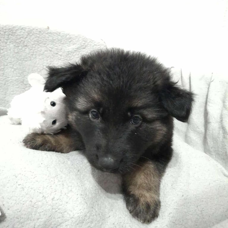 *Ready Now* German Shepherd Pups