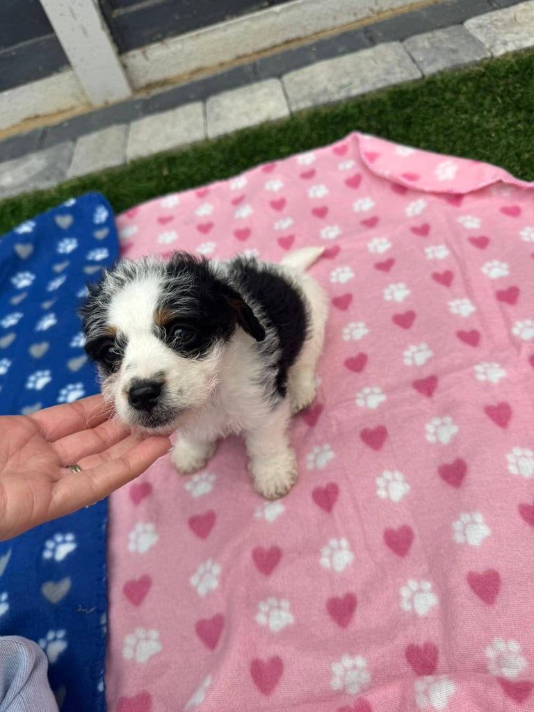 Jackapoo Puppys 