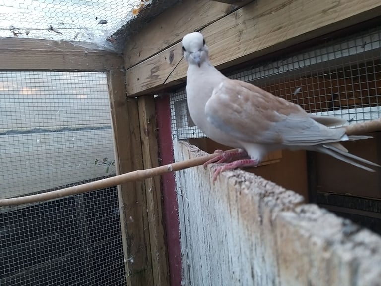 Barbary doves for sale 
